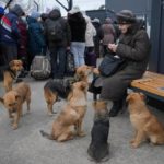 ukranian dogs elder woman